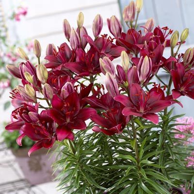 INDISPONIBIL Lilium Sweet Lord