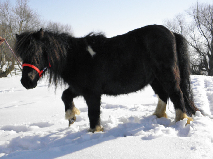 P2220258 - VANZARI PONEI 1