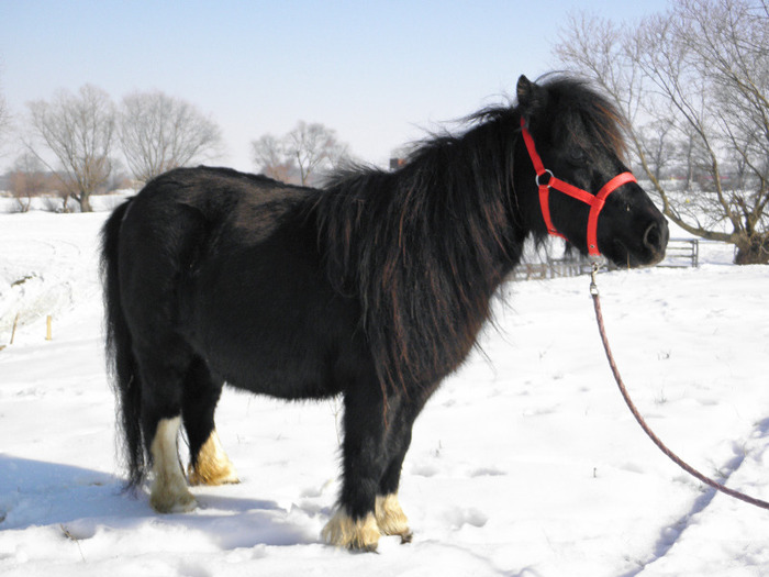 P2220259 - VANZARI PONEI 1