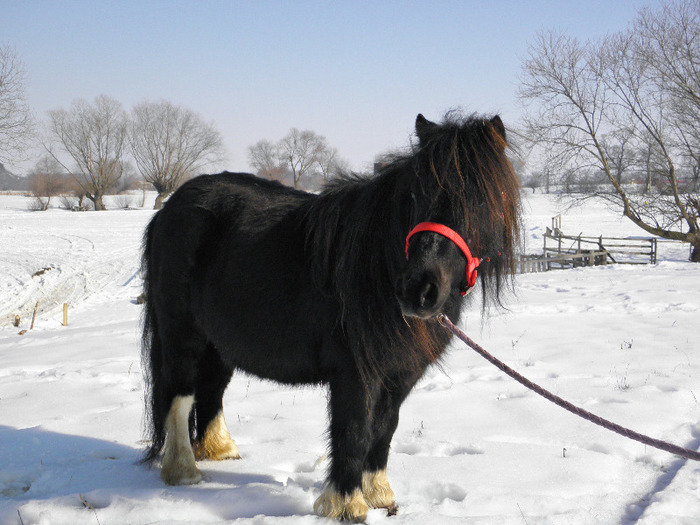 P2220260 - VANZARI PONEI 1