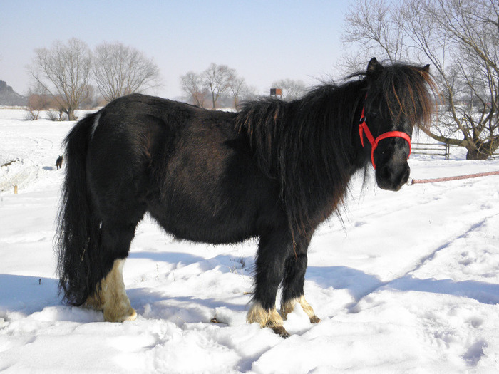 P2220262 - VANZARI PONEI 1