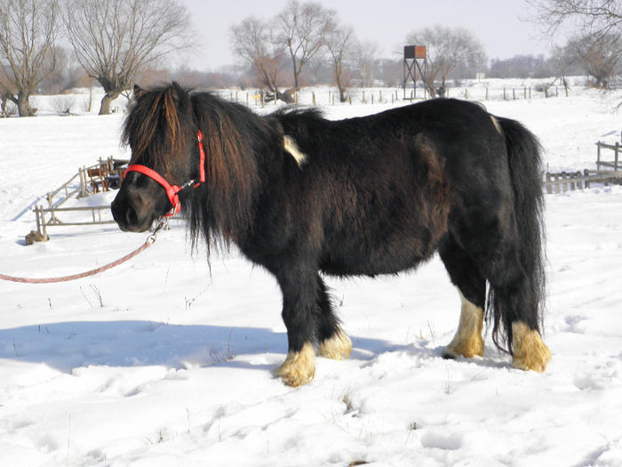 P2220263 - VANZARI PONEI 1