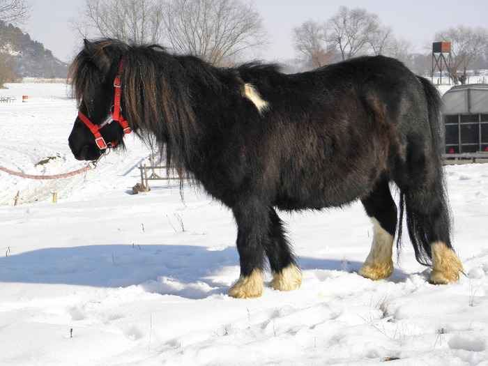 P2220264 - VANZARI PONEI 1