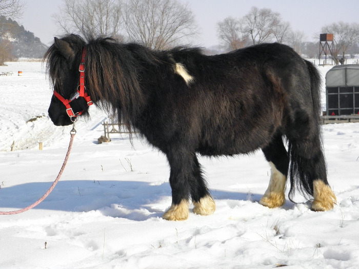 P2220265 - VANZARI PONEI 1