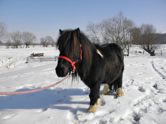 P2220267 - VANZARI PONEI 1