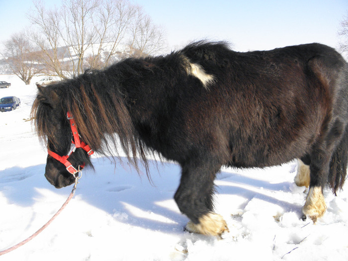 P2220268 - VANZARI PONEI 1