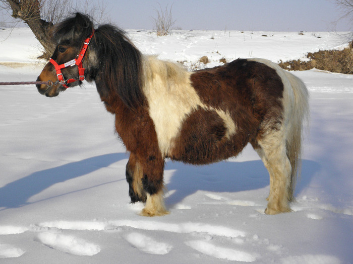 P2220271 - VANZARI PONEI 1