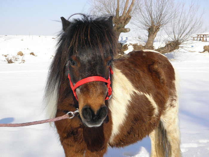 P2220272 - VANZARI PONEI 1