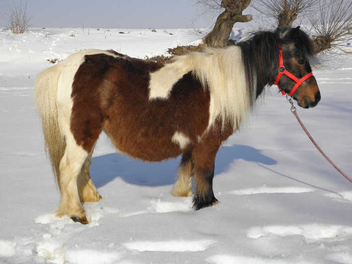 P2220276 - VANZARI PONEI 1