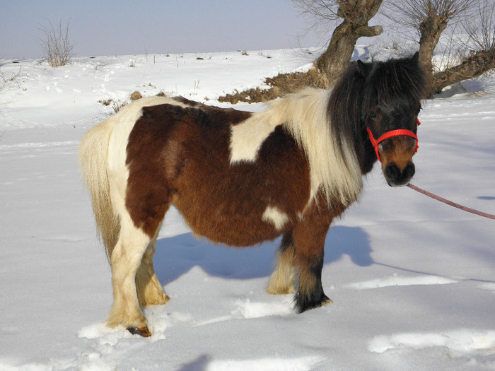 P2220277 - VANZARI PONEI 1