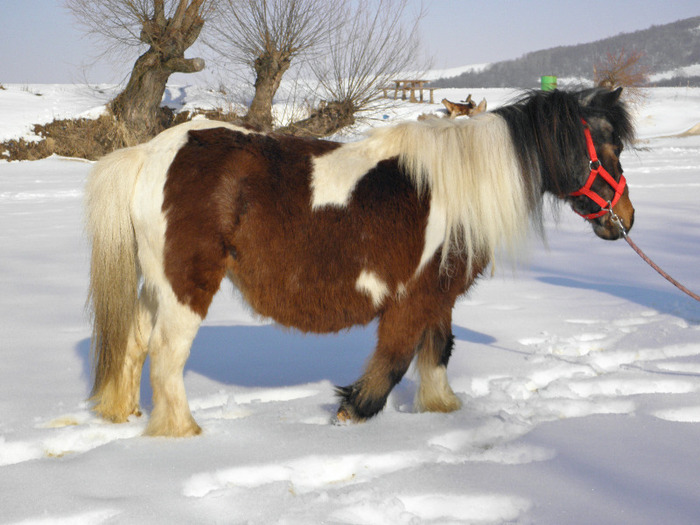 P2220278 - VANZARI PONEI 1