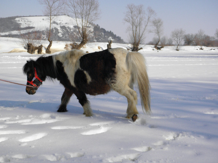 P2220279 - VANZARI PONEI 1