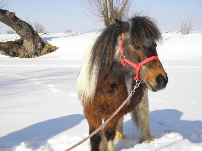 P2220281 - VANZARI PONEI 1