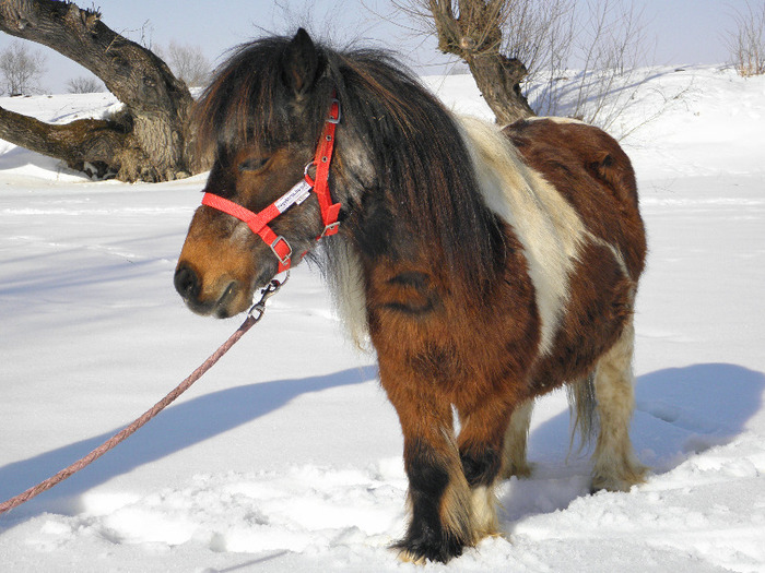 P2220282 - VANZARI PONEI 1