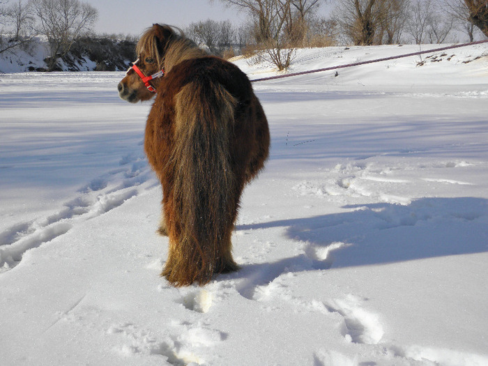 P2220290 - VANZARI PONEI 1