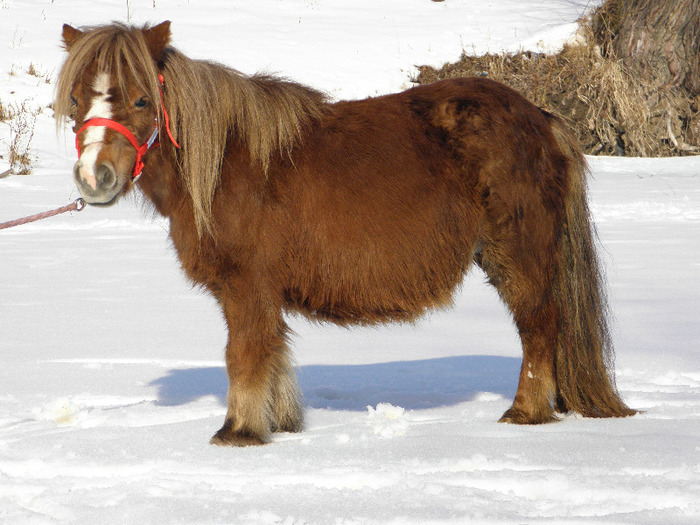 P2220294 - VANZARI PONEI 1