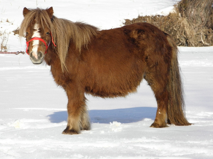 P2220295 - VANZARI PONEI 1