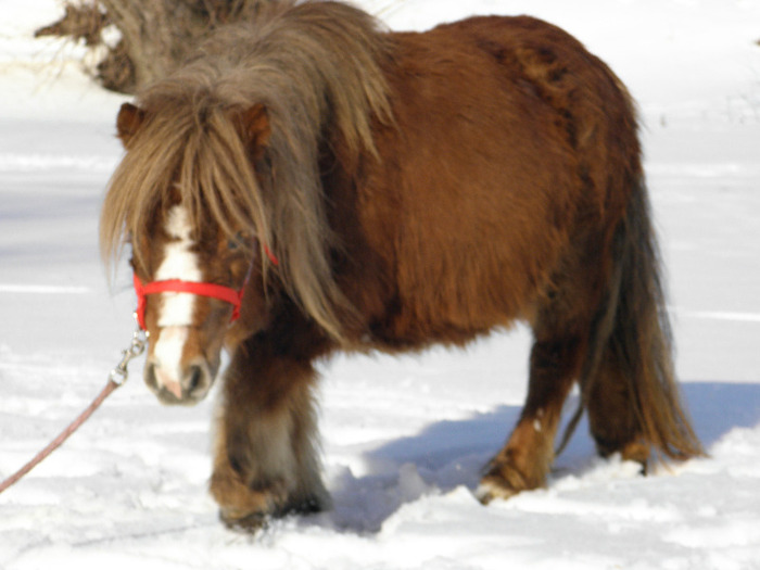 P2220296 - VANZARI PONEI 1