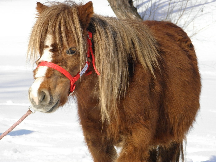 P2220297 - VANZARI PONEI 1