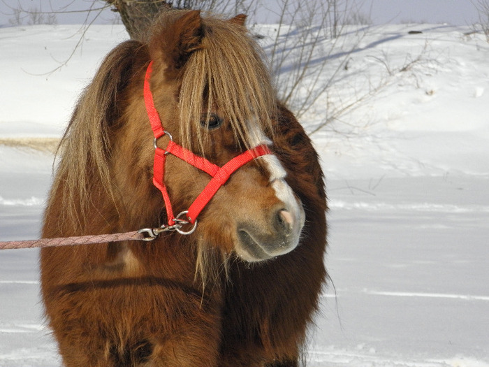 P2220298 - VANZARI PONEI 1