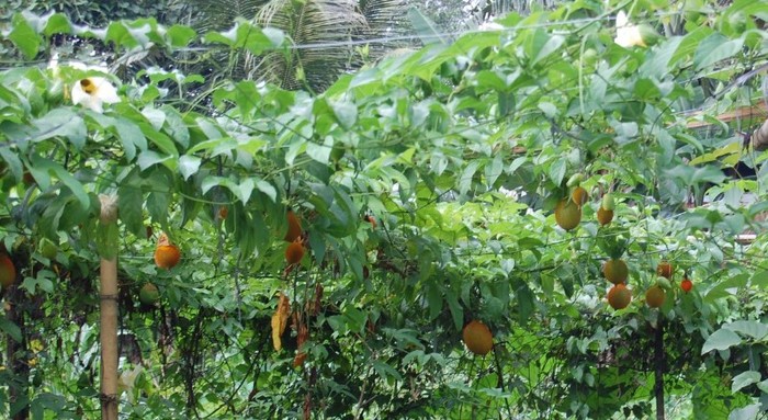 mormodica-planta -asa o sa arate - achizitii-00