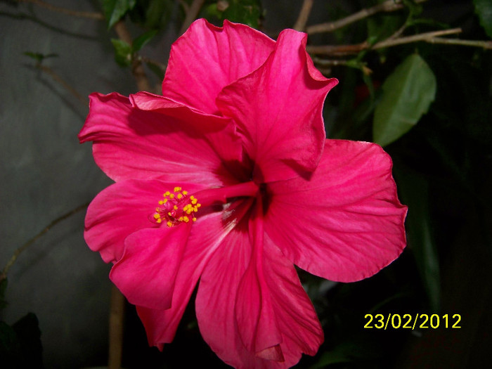 floare de iarna