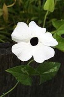 thumbergia-alba-seminte - achizitii-00