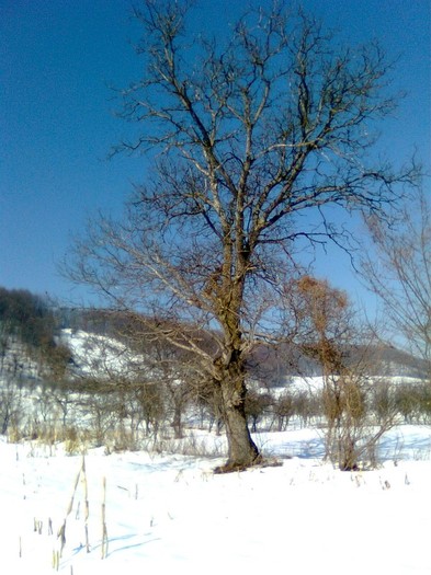 Imagine1072 - Imagini de iarna