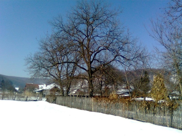 Imagine1069 - Imagini de iarna