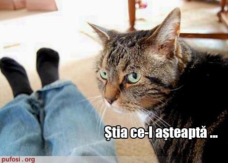 poze-amuzante-pisica-a-omorat-stapanul - Poze amuzante pisici
