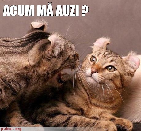 poze-amuzante-pisica-are-urechile-date-pe-spate - Poze amuzante pisici