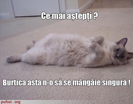 poze-amuzante-pisica-asteapta-sa-o-mangaii-pe-burta - Poze amuzante pisici