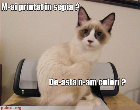 poze-amuzante-pisica-crede-ca-a-fost-scoasa-la-imprimanta
