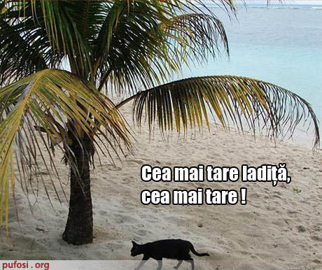 poze-amuzante-pisica-este-incantata-de-nisipul-plajei