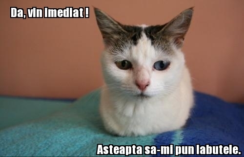 poze-amuzante-pisica-fara-labute
