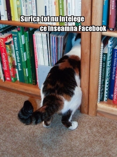poze-amuzante-pisica-foloseste-facebook