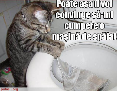 poze-amuzante-pisica-isi-spala-hainele-in-wc