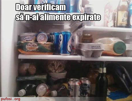 poze-amuzante-pisica-verifica-sa-nu-ai-alimente-expirate-in-frigider