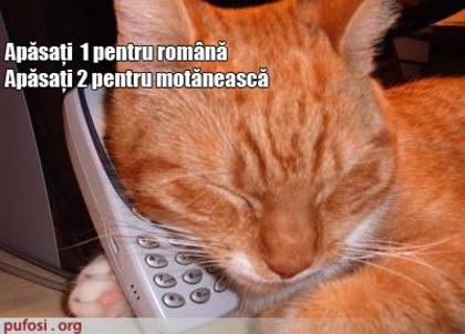 poze-amuzante-pisica-vorbeste-cu-robotul-telefonic