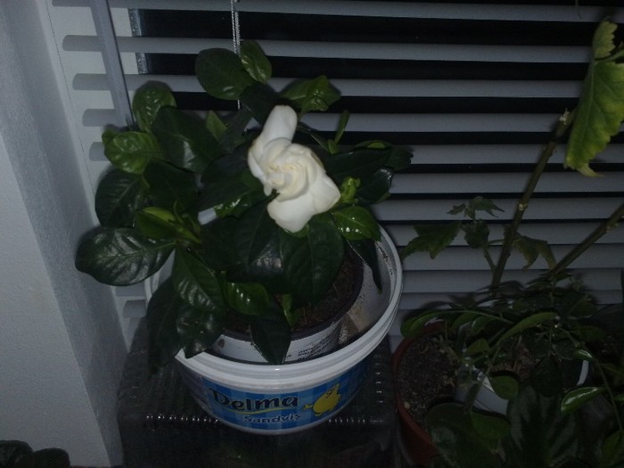 22022012 gardenia