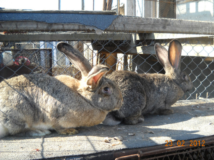 femele  10  luni  vandute