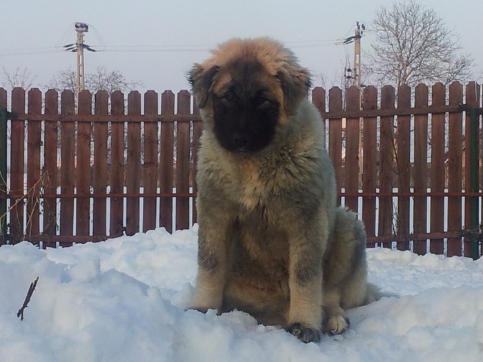 2012-02-22 17.22.25 - Iarna anotimpul prefereat al Ciobanestilor