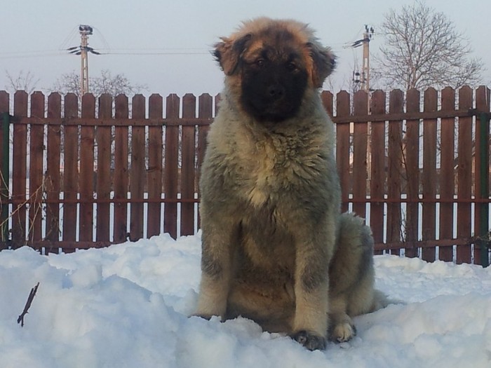 2012-02-22 17.22.28 - Iarna anotimpul prefereat al Ciobanestilor