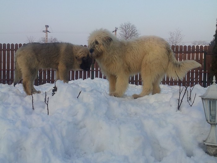 2012-02-22 17.24.55 - Iarna anotimpul prefereat al Ciobanestilor