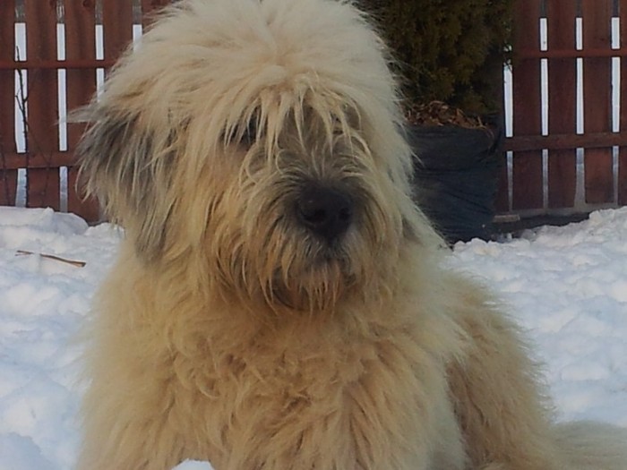 2012-02-22 17.36.04 - Iarna anotimpul prefereat al Ciobanestilor