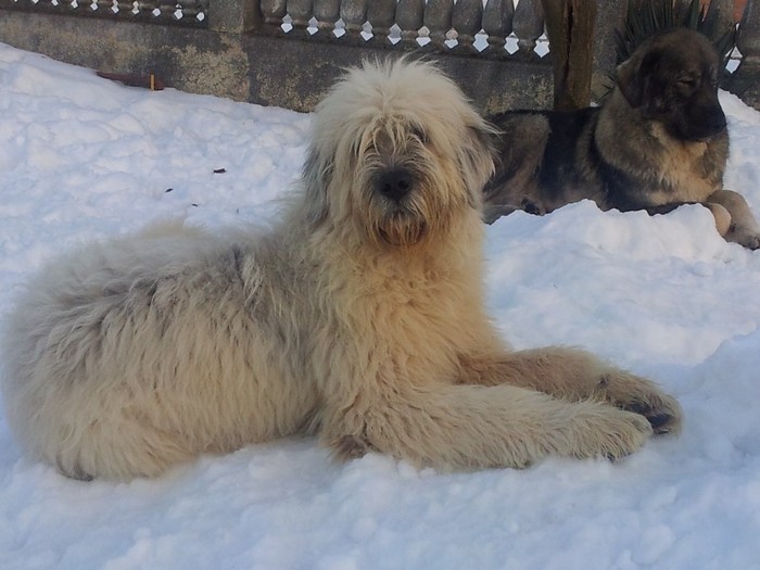 2012-02-22 17.36.48 - Iarna anotimpul prefereat al Ciobanestilor