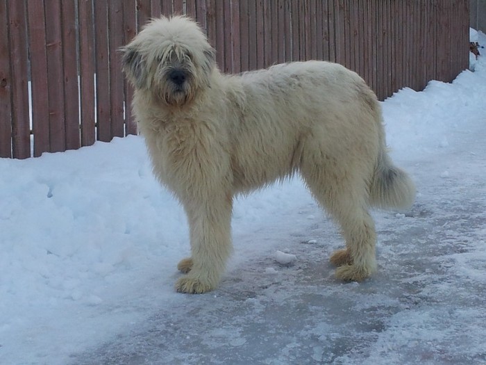 2012-02-22 17.41.56 - Iarna anotimpul prefereat al Ciobanestilor