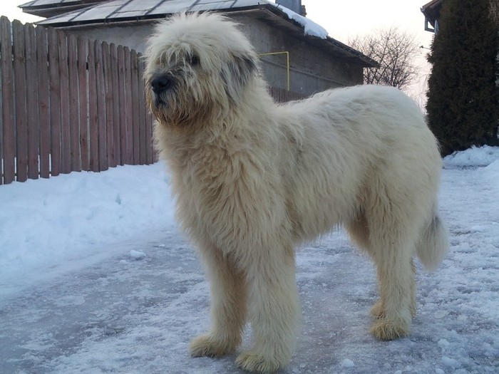 2012-02-22 17.43.00 - Iarna anotimpul prefereat al Ciobanestilor