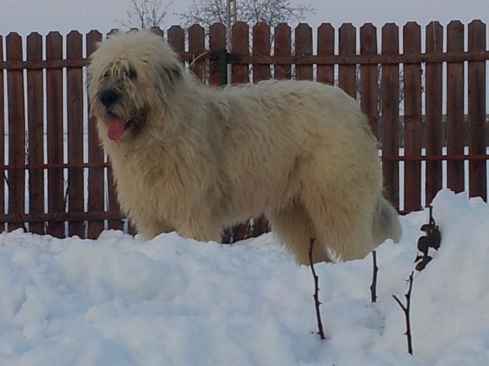 2012-02-22 17.47.16 - Iarna anotimpul prefereat al Ciobanestilor