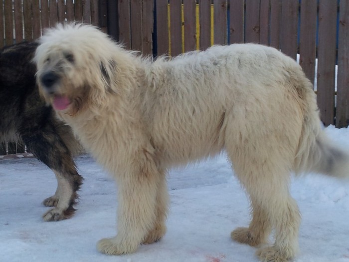 2012-02-22 17.47.47 - Iarna anotimpul prefereat al Ciobanestilor